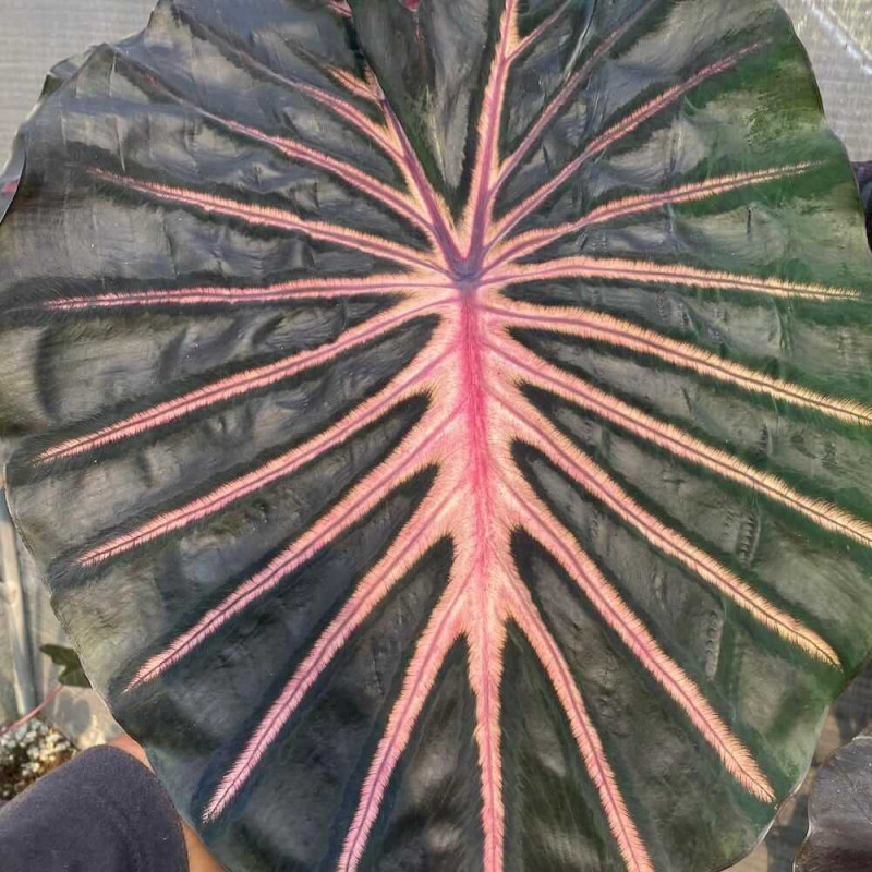 Colocasia inferno falls