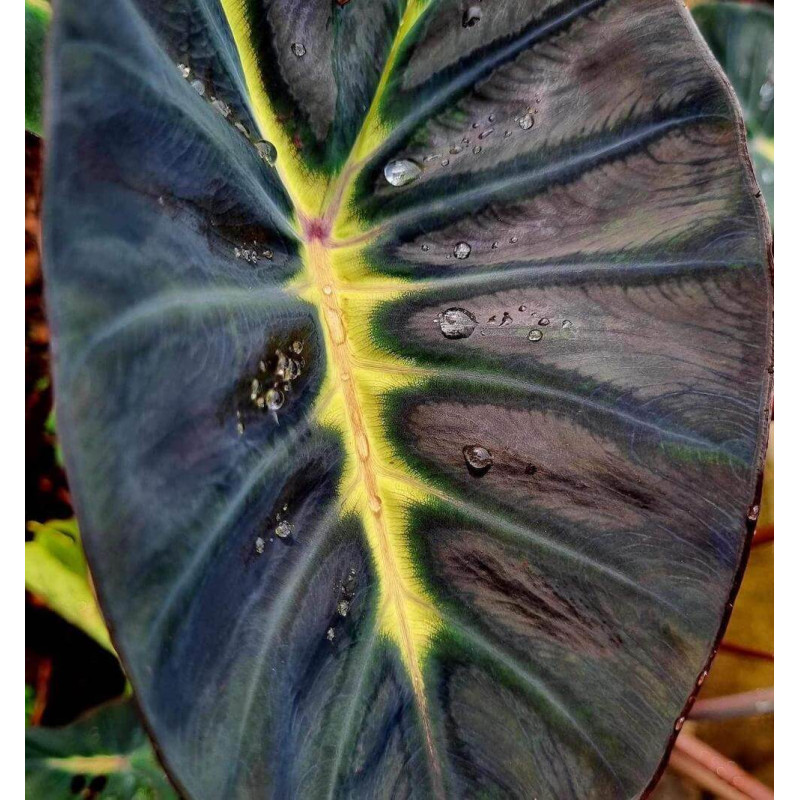 Colocasia black yellow