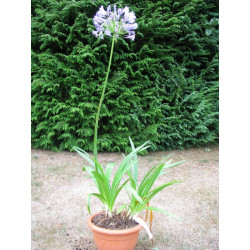 Agapanthe big blue plant