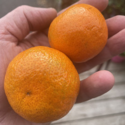 Citrus clementina capola