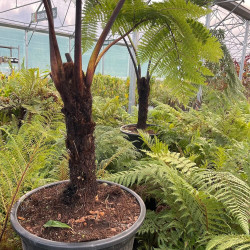 Cyathea medullaris 55 l