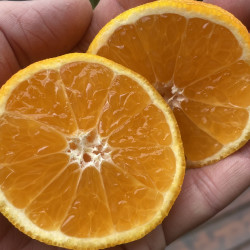 Citrus clementina primosole