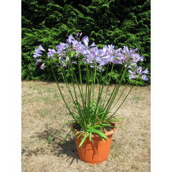 Agapanthe blue storm 10 l