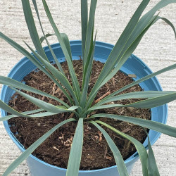 Yucca French flag®
