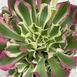 Aeonium white phoenix