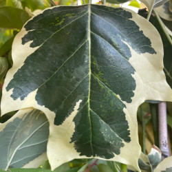 Liriodendron tulipifera snowbird®