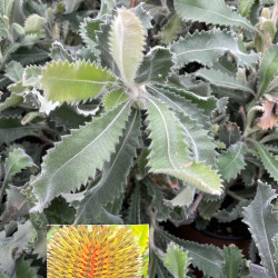 Banksia ornata