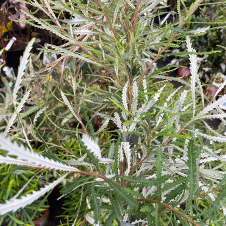 Banksia spinulosa var. collina