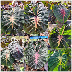 Colocasia raptor