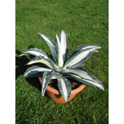 Agave americana mediopicta alba 5 litres