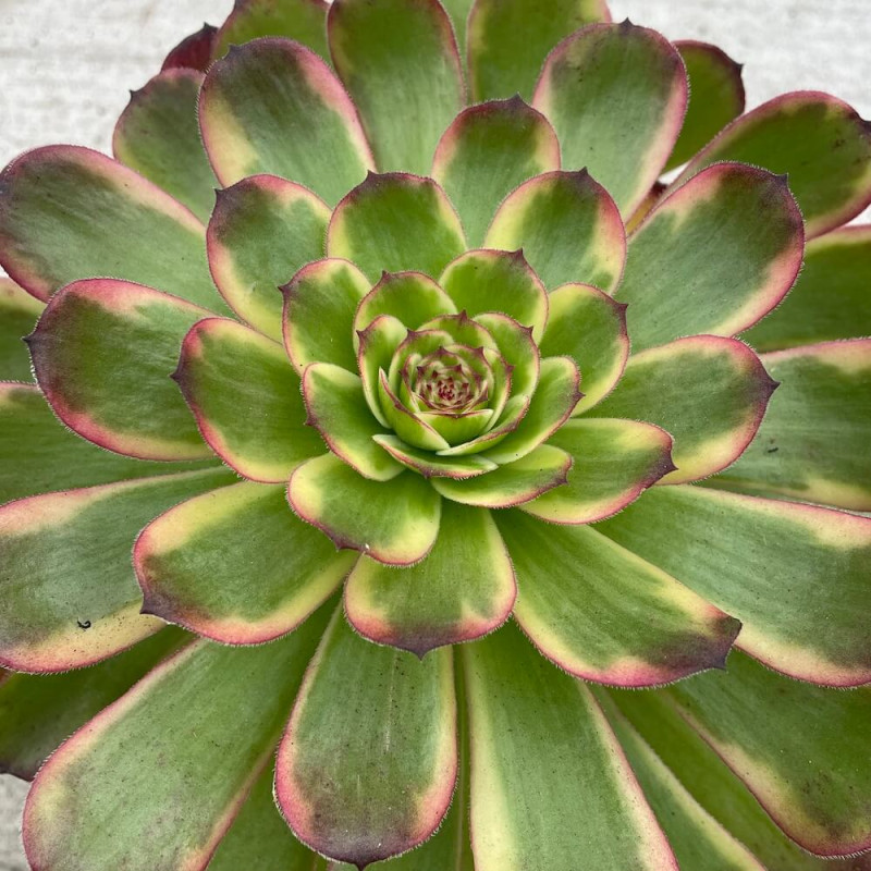 Aeonium black King Kong