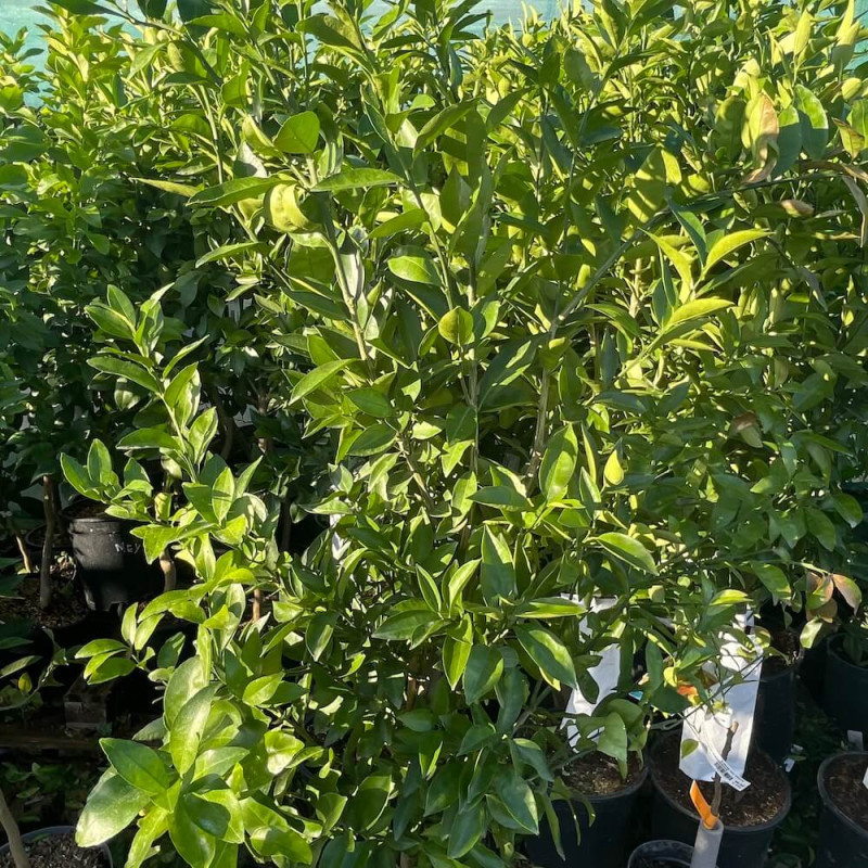 Citrus x tangelo seminole Citrus x tangelo seminole