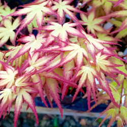 Acer palmatum Hanami-Nishiki