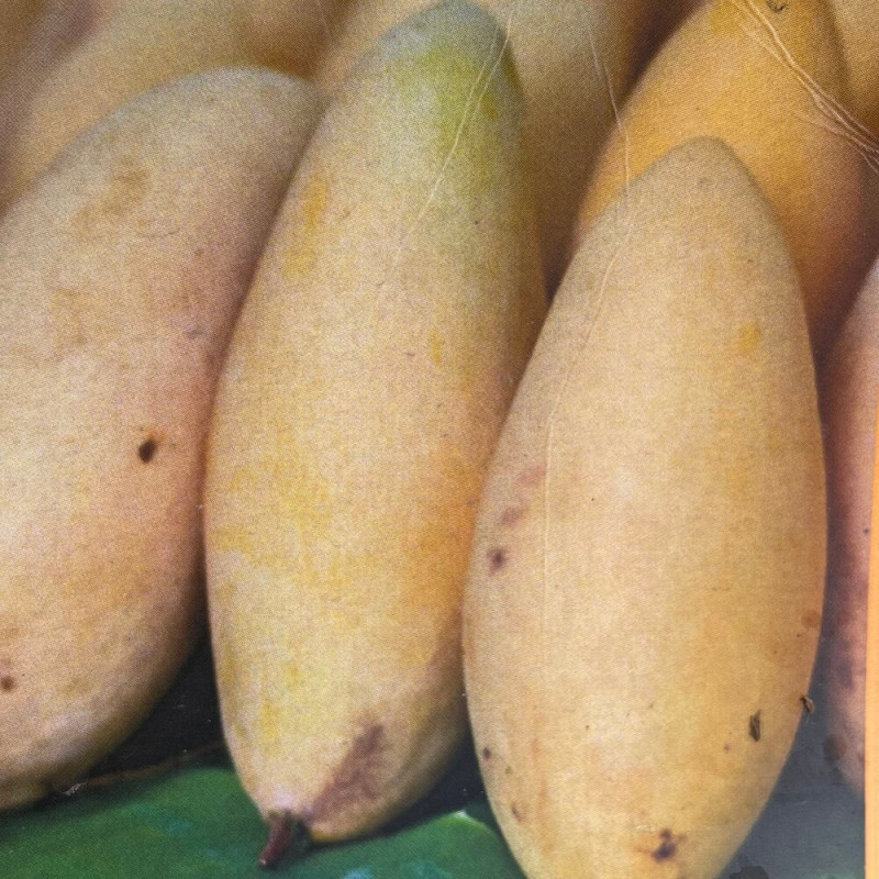 Mangifera Nam Dok Mai