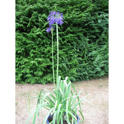 Agapanthe purple cloud plant