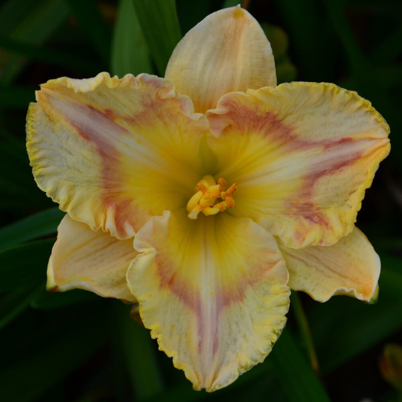 Hemerocallis April in Paris