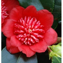 Camellia Bob's tinsie