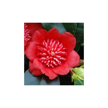 Camellia Bob's tinsie