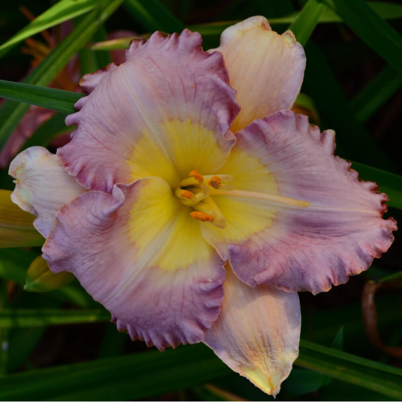 Hemerocallis Santa Barbara