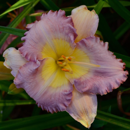 Hemerocallis Santa Barbara