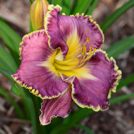 Hemerocallis John Todd