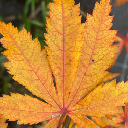 Acer palmatum elmwood