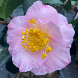 Camellia Alice