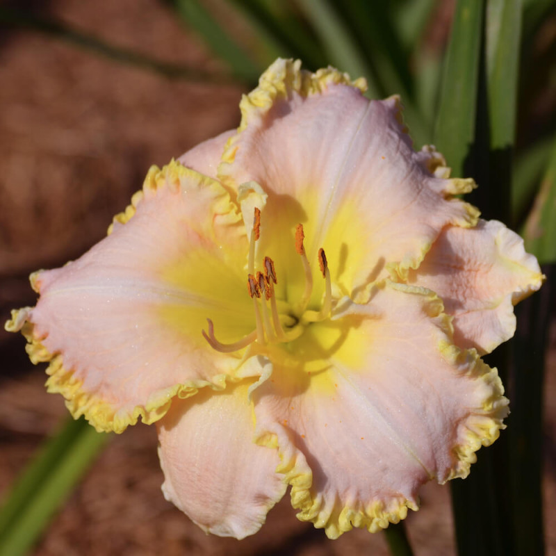 Hemerocallis Belle Cook