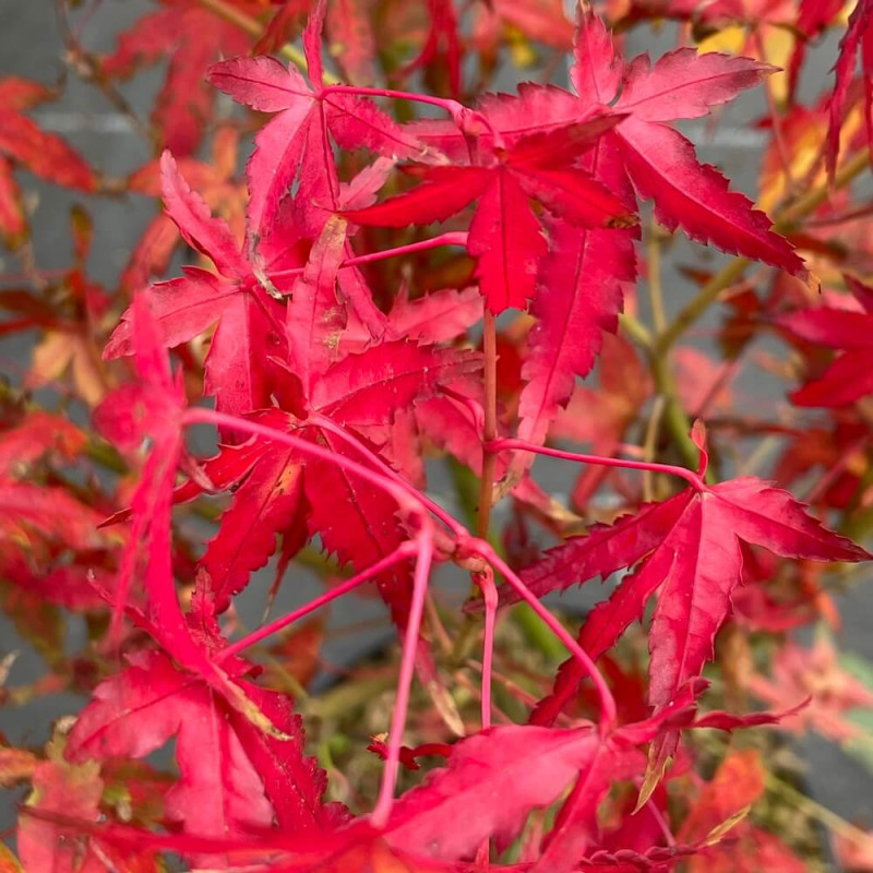 Acer palmatum ueno yama