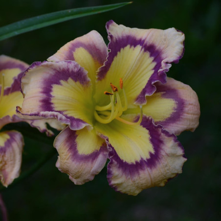 Hemerocallis Violet Stained Glass