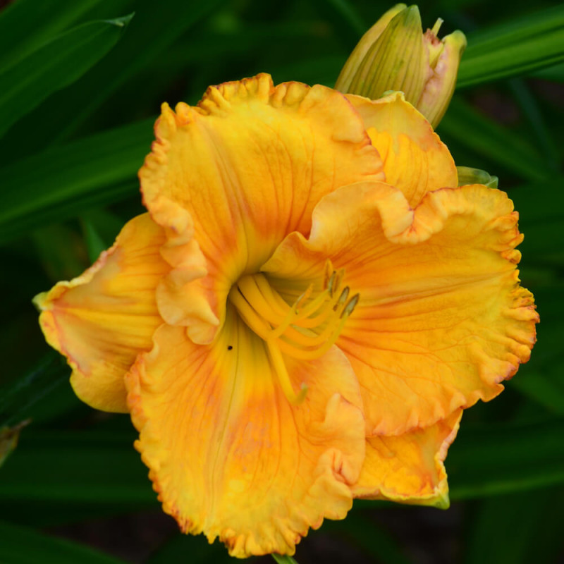 Hemerocallis Santa Cruz