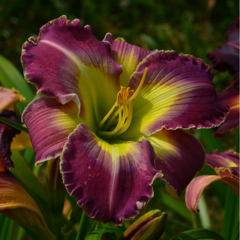 Hemerocallis Riders of the Storm