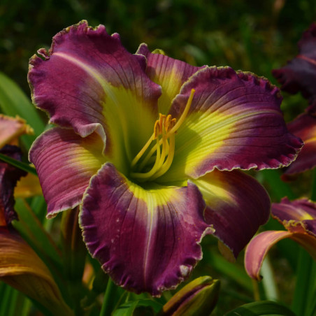 Hemerocallis Riders of the Storm