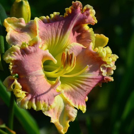 Hemerocallis Santa Catalina