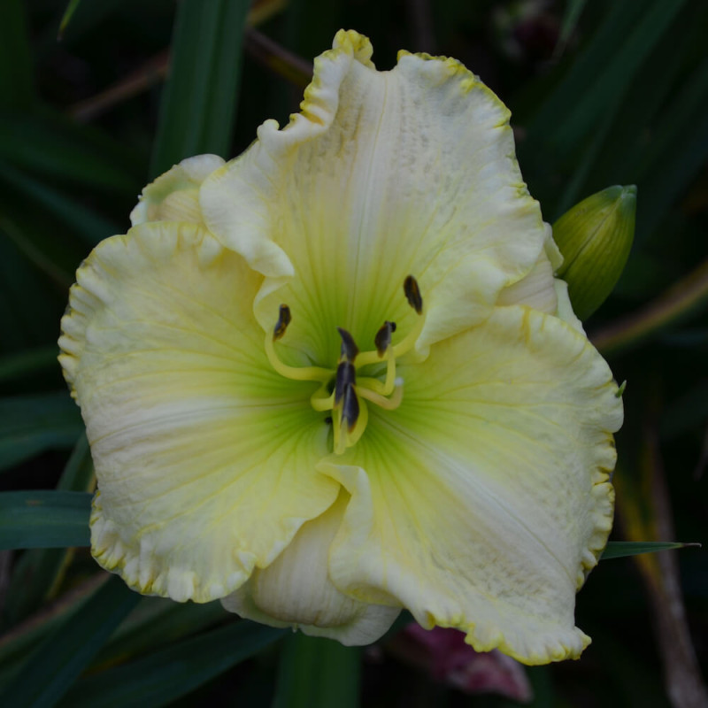 Hemerocallis last snowflakes