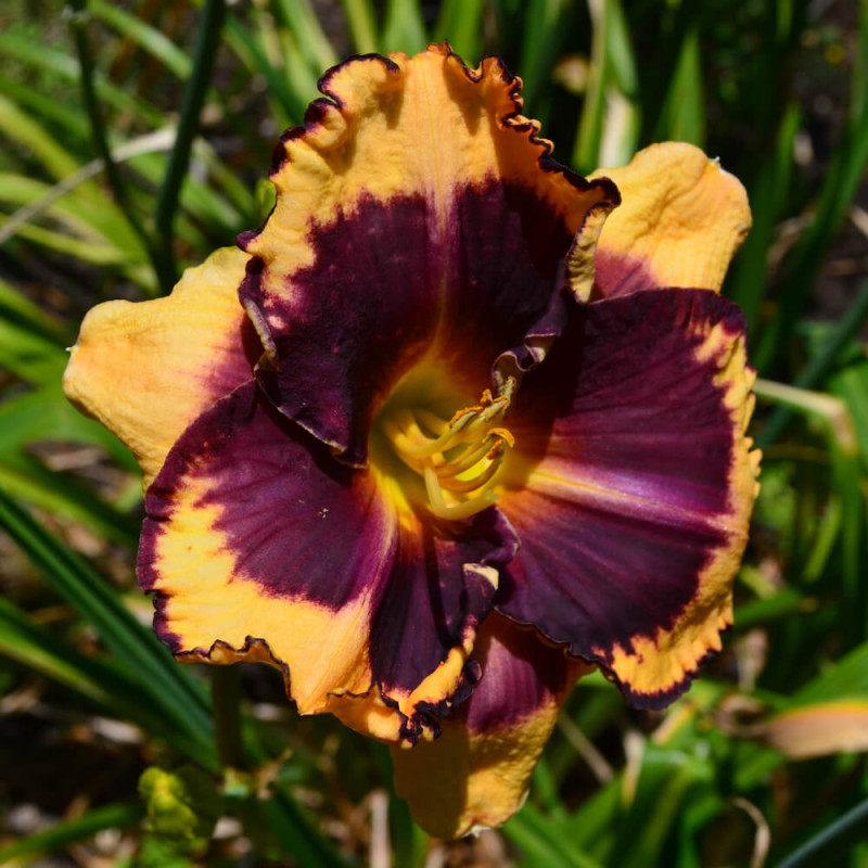 Hemerocallis just fabulous