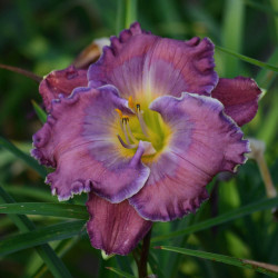 Hemerocallis Bridey Greeson