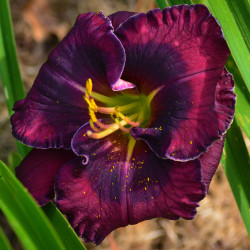 Hemerocallis midnight dynamite