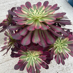 Aeonium garnet white variegata