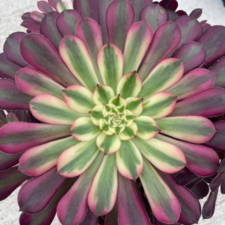 Aeonium garnet white variegata