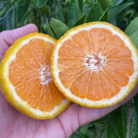 Citrus x tangelo minneola