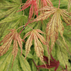 Acer palmatum elmwood