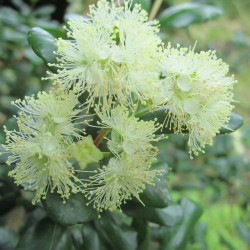 Blepharocalyx cruckshanksii heaven scent