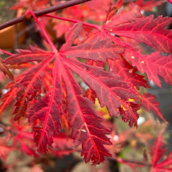 Acer palmatum Ariadne