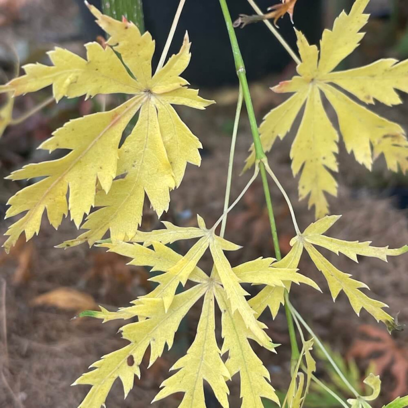 Acer palmatum Patsy