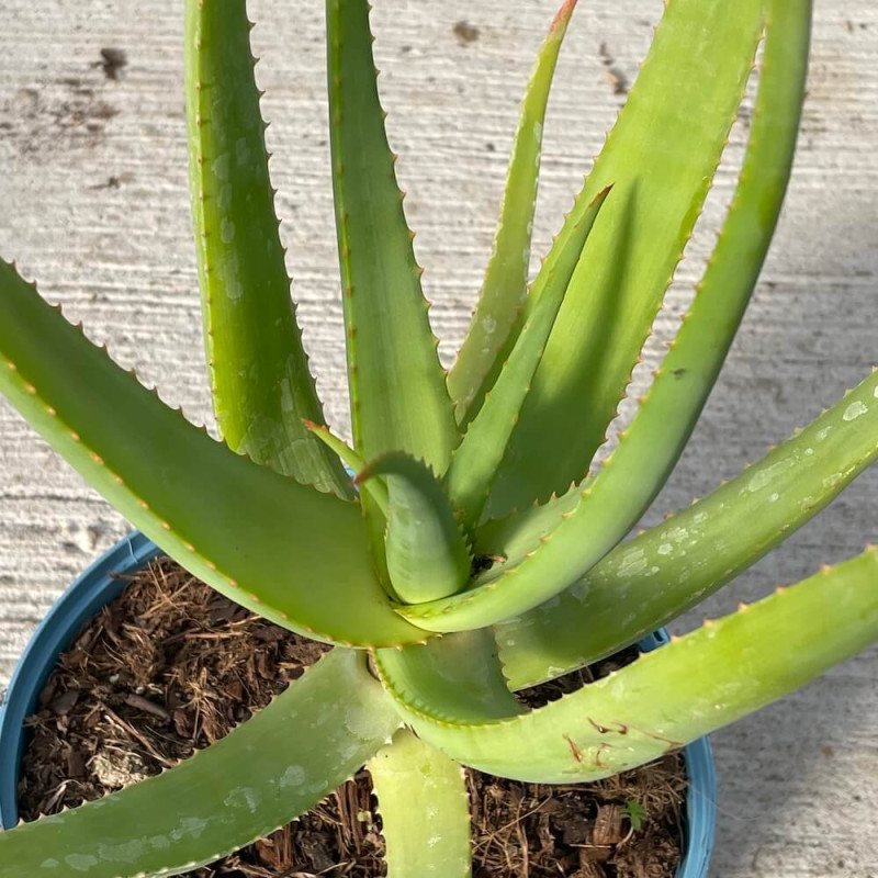 Aloe alooides