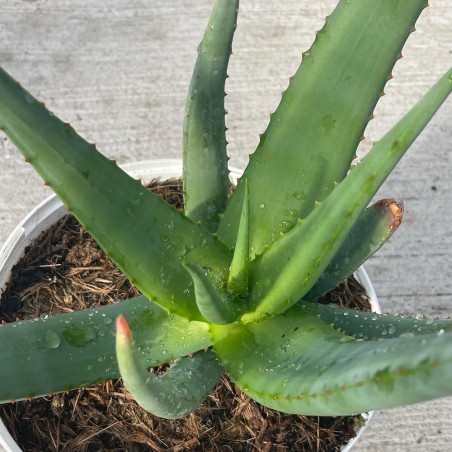 Aloe castanea