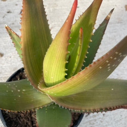 Aloe ukambensis regal red