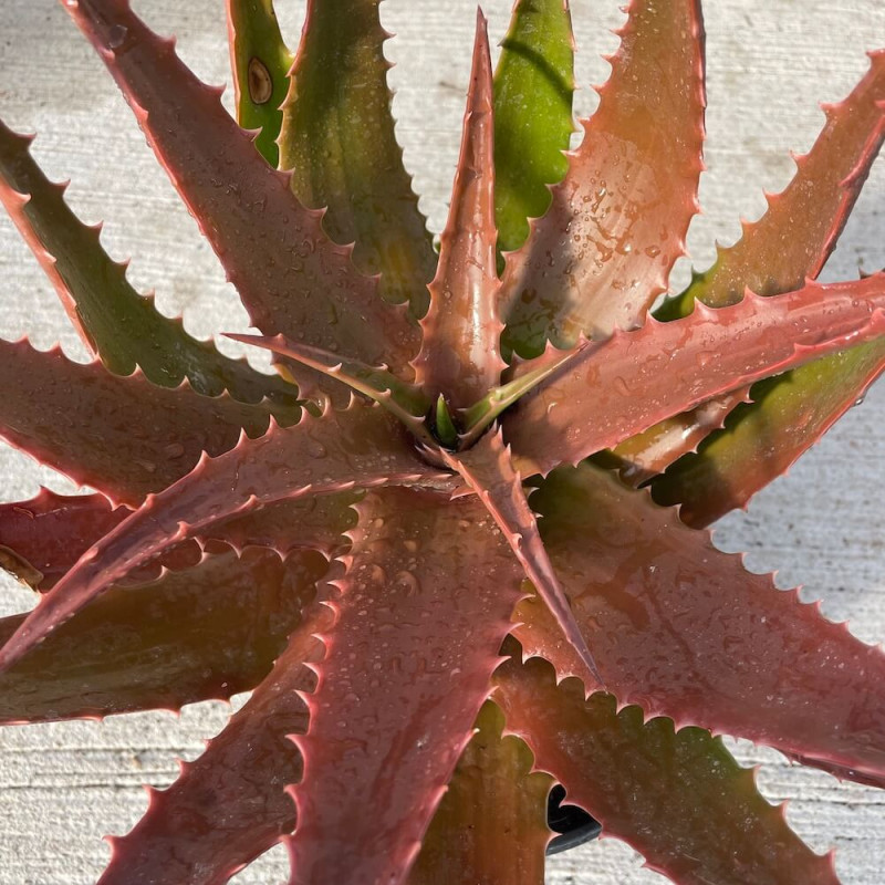 Aloe bussei