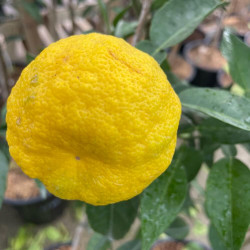 Citrus Junos Yuzu lion